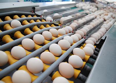 合肥欧洲杯线上买球E625在鸡蛋行业的应用